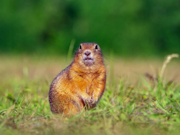 istock Prairie dog looking at a camera on a grassy field. Close-up 2186643886