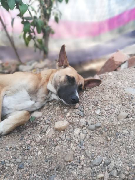 istock The dog sleeping on the sand 2186646265