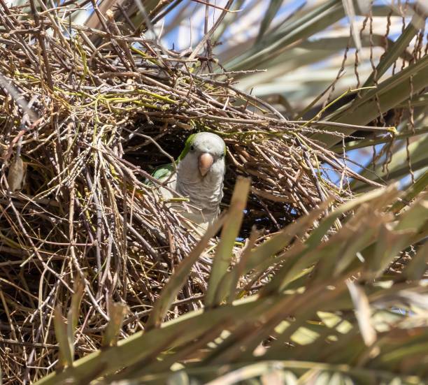 istock Monk Parakeet in Torremolinos Spain 2186646505