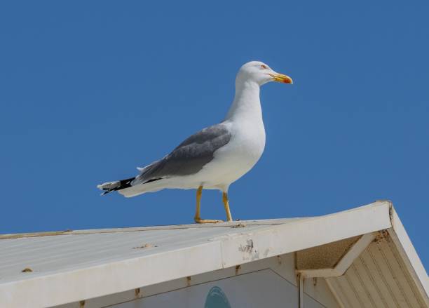 istock Yellow-legged Gull in Torremolinos Spain 2186647199
