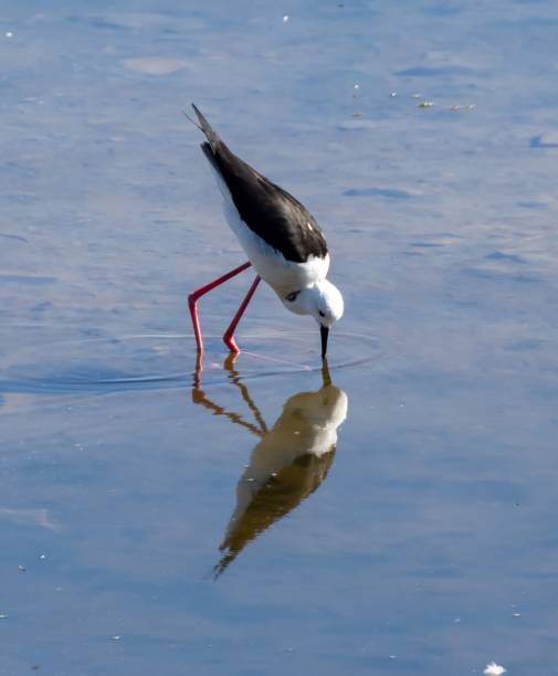 istock Black-winged Stilt at Guadalhorce Spain 2186647248