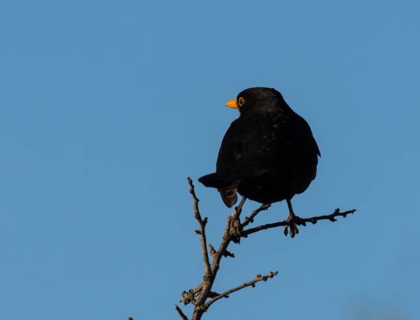 istock Blackbird in Guadalhorce Malaga Spain 2186647249
