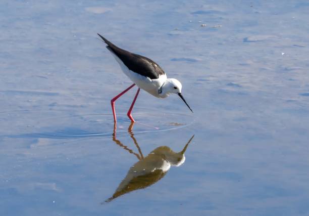 istock Black-winged Stilt at Guadalhorce Spain 2186647251