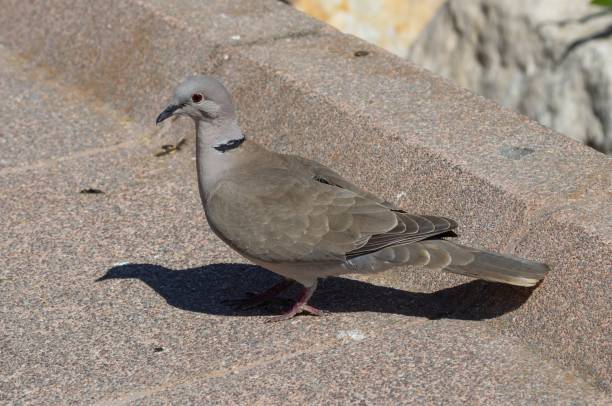 istock Collared Dove in Torremolinos Spain 2186647296