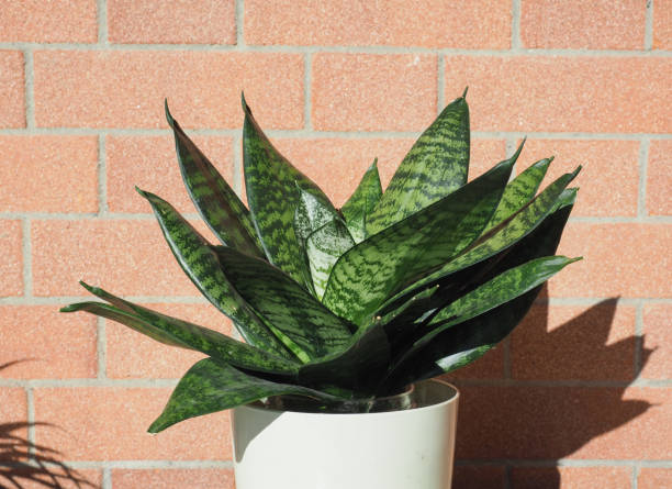 istock sansevieria houseplant scient. name Dracaena trifasciata 2186648306