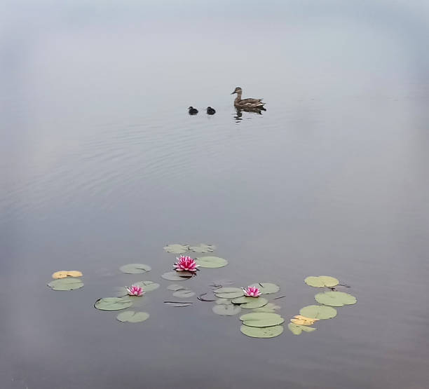 istock Waterlillies, duck, ducklings on water 2186649490
