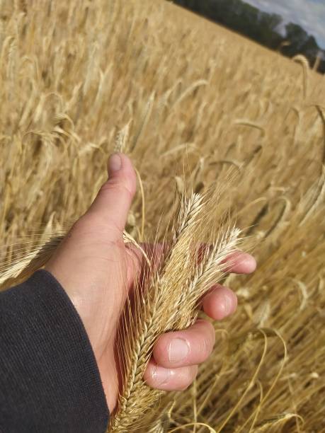 istock Ears of rye in hand 2186649605