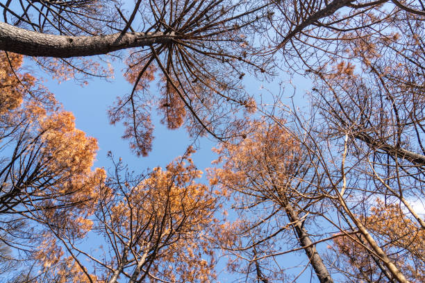 The burnt forest, pine trees, tree tops against blue sky,  on Velebit mountain along the Master's Road  Croatia.