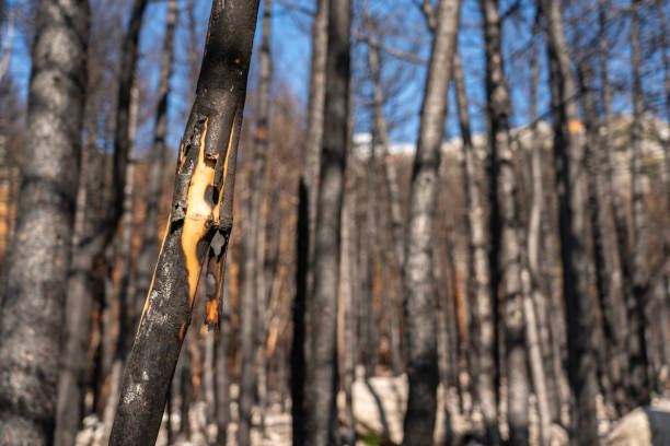The burnt forest, pine trees, karst landscape on Velebit mountain along the Master's Road  Croatia.