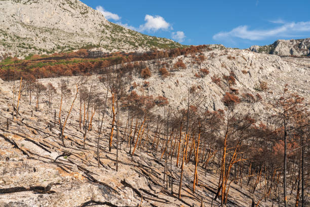 The burnt forest, pine trees, karst landscape on Velebit mountain along the Master's Road  Croatia.