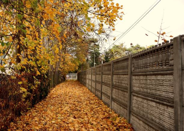 The fallen foliage creates a warm, golden carpet, embodying the beauty of the fall season.