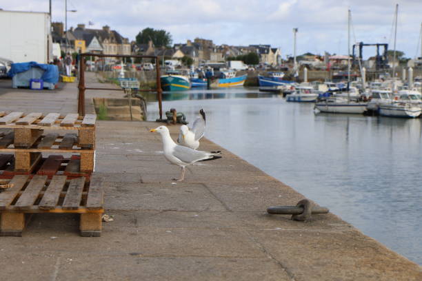 istock Saint-Vaast-La-Hougue - Seagulls 2186656753