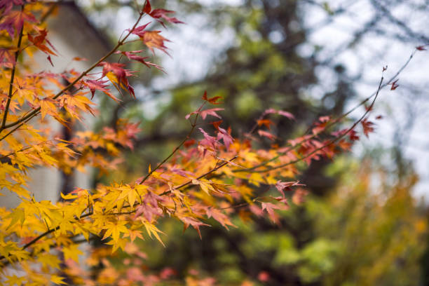 istock Autumn nature trees bush leaves yellow background 2186658503
