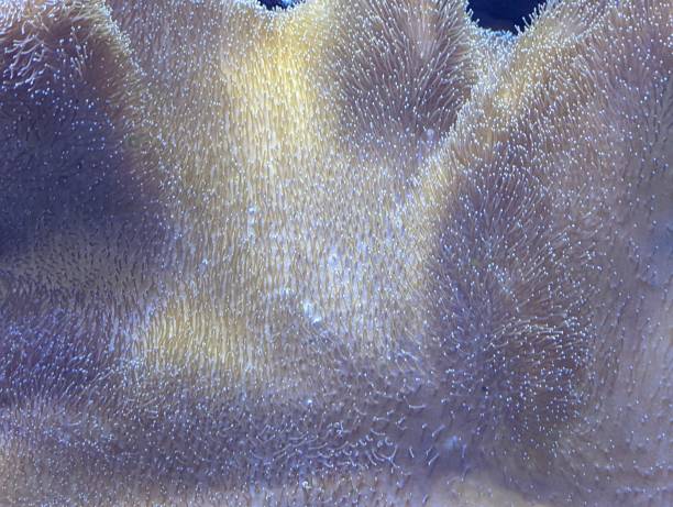 istock Close up of coral 2186658617