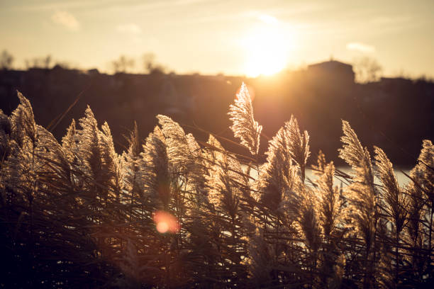 Golden reeds swaying in sunlight, with soft, fluffy plumes creating a warm, autumnal natural scene.