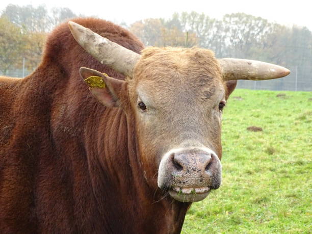 Zebu beef looks into the camera