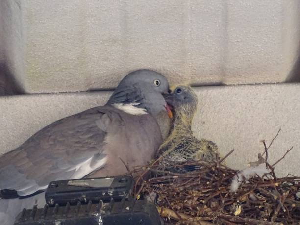 istock Wild pigeon feeds offspring 2186660534