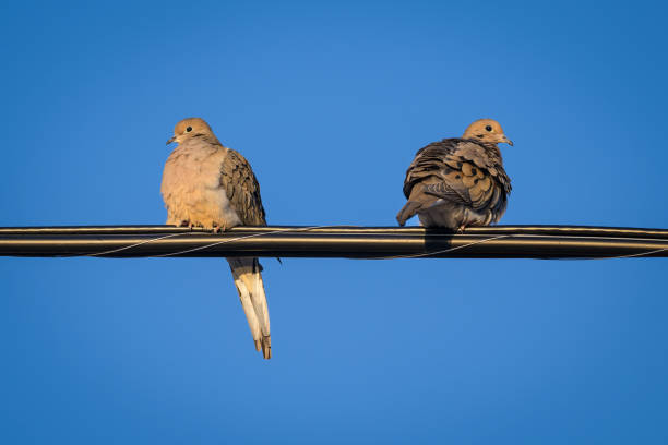 istock Two Mourning Doves perched on a power line wire 2186661516