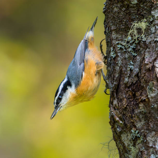 Close-up of Red-breasted Nuthatch clinging upside down to vertical tree trunk
