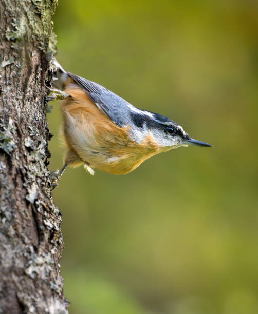 istock Close-up of Red-breasted Nuthatch clinging to tree trunk 2186661530
