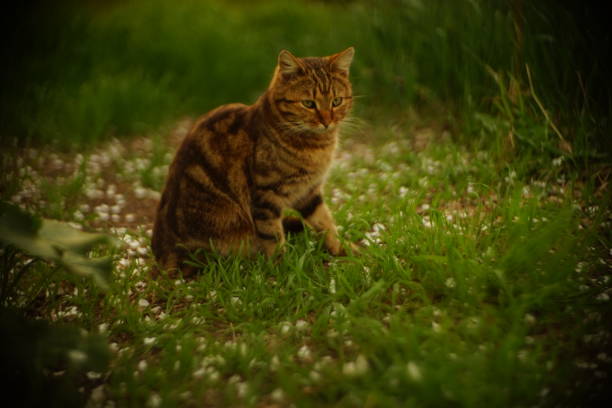 Brown stripped cat is enjoying in the fresh green grass on a spring day