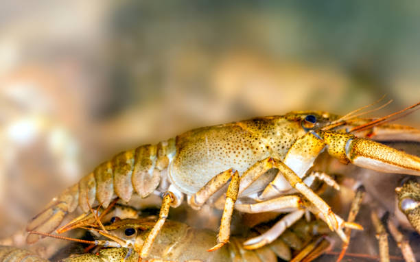 Red crayfish on white