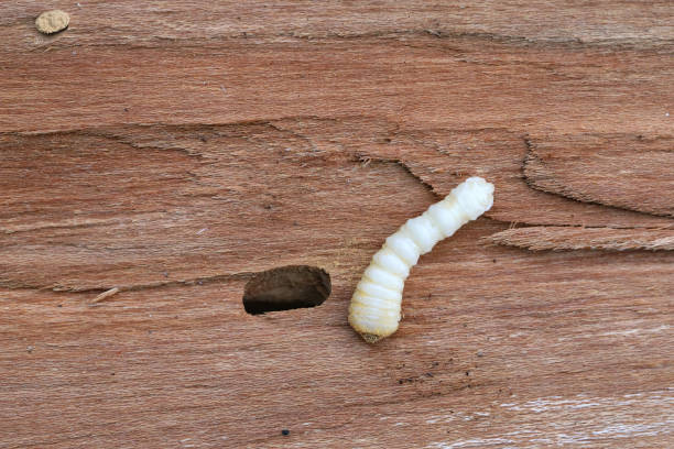 Longhorned Beetle larva, Cerambycidae sp., burrowing into wood.