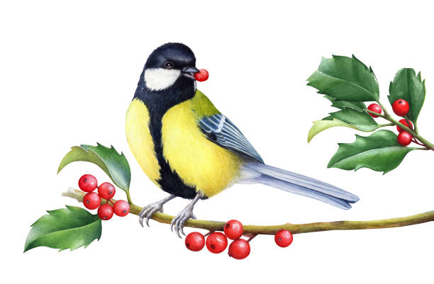 istock Watercolor illustration of a great tit sitting on a holly branch 2186668784