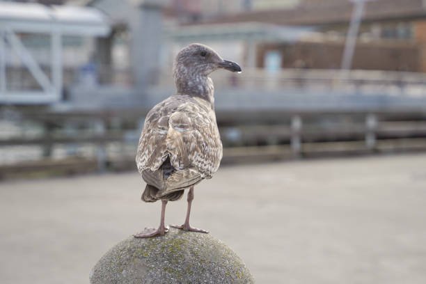 istock Seagull portrait with water in its beak 2186669689