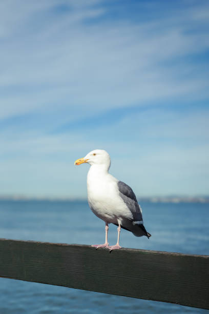 istock Seagull portrait on a sunny day 2186669690
