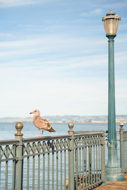 A seagull on a pier and a lamp next to it