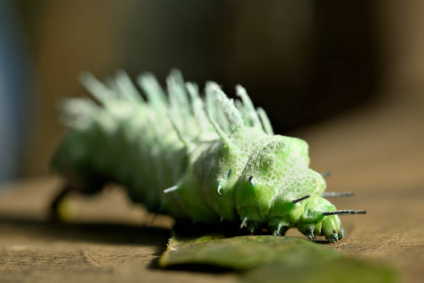 Horned Caterpillar - Mimicking a Snake - White Background - Tersa Sphinx Moth - Macro - Side Reaching