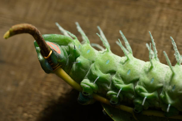 Large green caterpillar of the Cobra moth (Attacus atlas) with spiny texture and waxy coating.