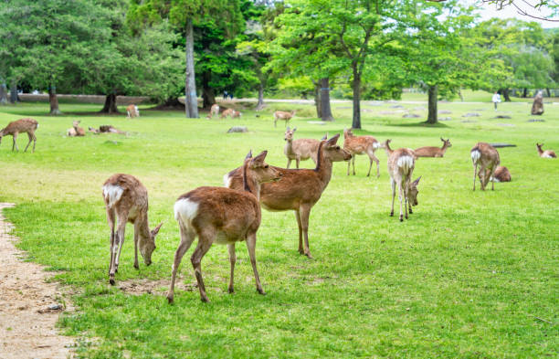 istock Sika deer grazing on the green meadow. 2186670474