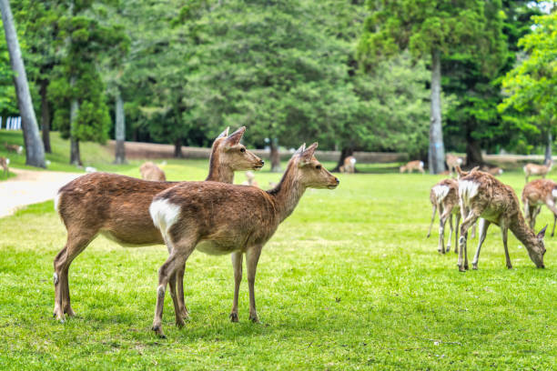 istock Sika deer grazing on the green meadow. 2186670482