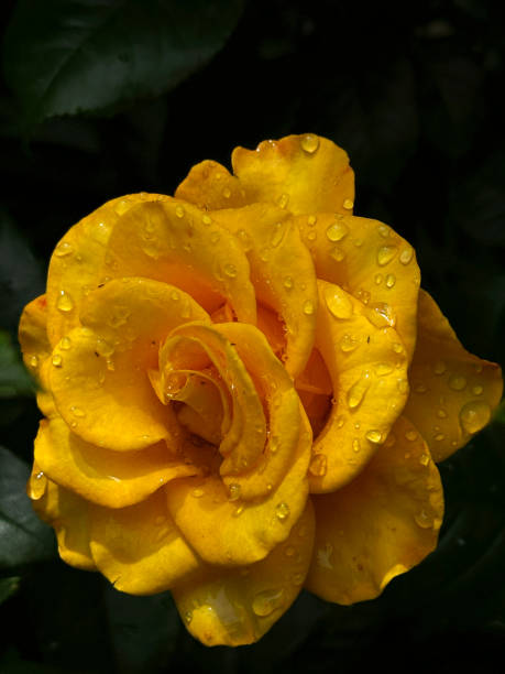 istock yellow rose with water droplets 2186671363
