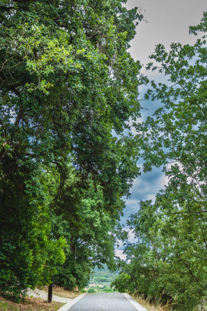 A scenic paved pathway surrounded by dense green trees under a cloudy blue sky, leading to a peaceful, natural countryside view