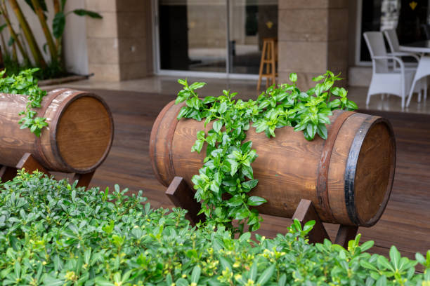 Decorative wooden barrels overflow with lush green foliage outside. Relaxing environment invites guests to enjoy the natural beauty of the surroundings. Outdoor decoration in bar or cafe, restaurant