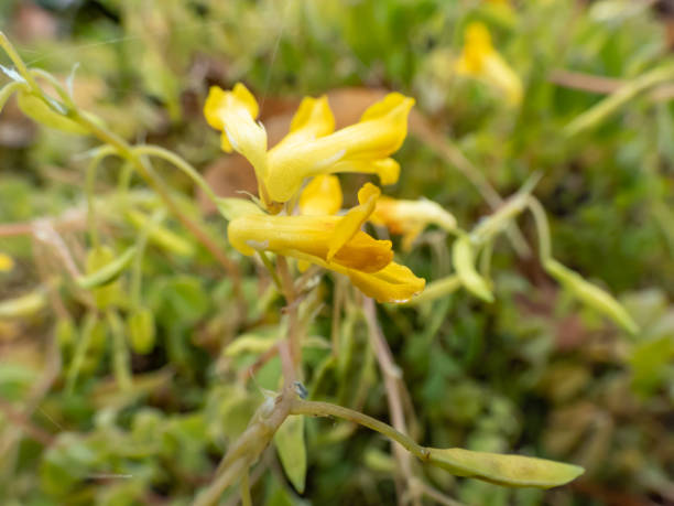 Close-up of the Yellow corydalis or rock fumewort (Pseudofumaria lutea) flowering with yellow-green flowers in rock garden Close-up shot of the Yellow corydalis or rock fumewort (Pseudofumaria lutea) flowering with yellow-green flowers in rock garden corydalis lutea stock pictures, royalty-free photos & images