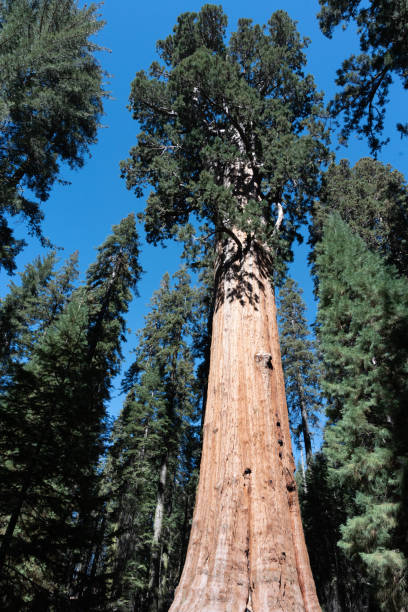 istock View of giant sequoia trees in Sequoia National Park 2186677227