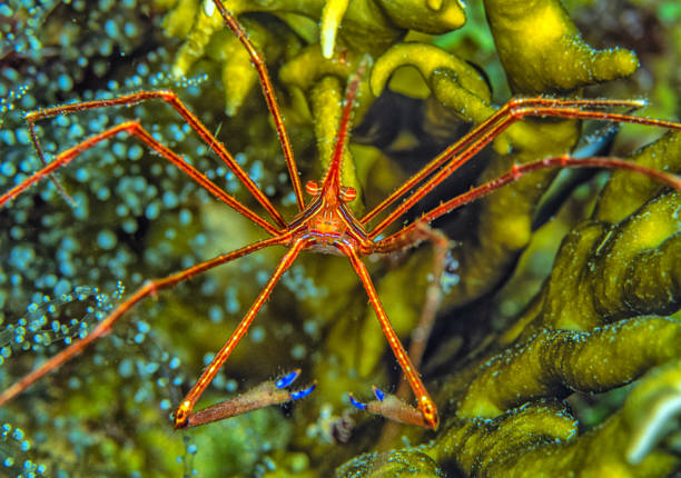 Red-striped Squat Lobster Galathea sp. occurs in the tropical Indo-Pacific from the Seychelles to Vietnam, Japan, Philippines and Indonesia a in a depth range from 1 to 30m, max. length 15mm. The species is associated with soft corals and sea pens and feeds on small invertebrates. \nLembeh Strait, Indonesia \n1°28'8.916 N 125°14'39.102 E at 22m depth