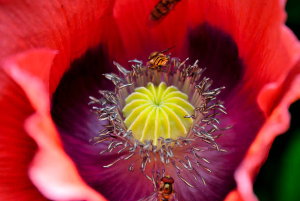 flower anatomy, Poppy flower anthers and fruit