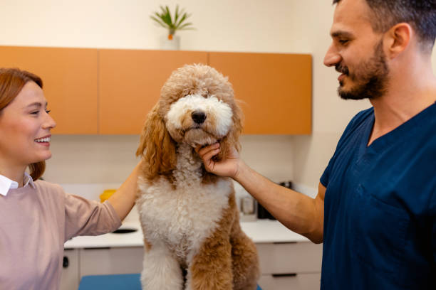 istock Caring Veterinarian and Owner Comforting Large Poodle 2186679992