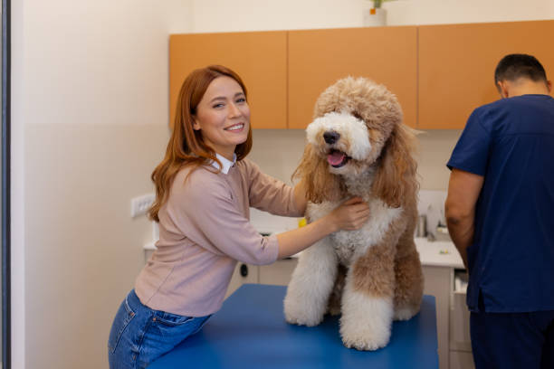 istock Positive Veterinary Experience: Owner and Calm Poodle After Exam 2186680200