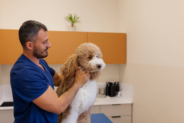 istock Trust and Care: Veterinarian and Poodle in Cozy Veterinary Office 2186680202