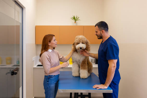 istock Caring Veterinarian and Owner Comforting Large Poodle 2186680217