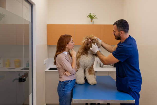 istock Veterinary Checkup: Vet Examining Poodle's Ear with Owner by Side 2186680298