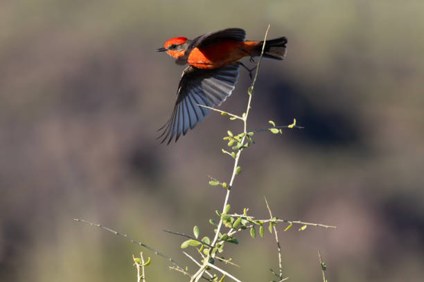 istock Bright red Vermillion Flycatcher takes flight 2186680356