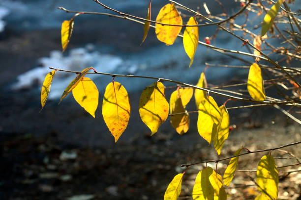 Colorful autumn leaves on nature background
