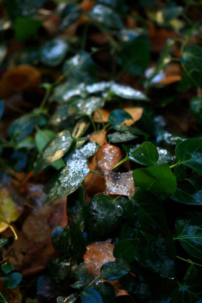 Colorful autumn leaves on nature background